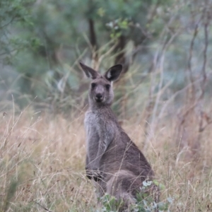 Macropus giganteus at Mount Majura - 15 Mar 2024 10:20 AM