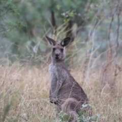 Macropus giganteus (Eastern Grey Kangaroo) at Mount Majura - 14 Mar 2024 by HappyWanderer