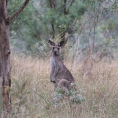 Macropus giganteus at Mount Majura - 15 Mar 2024