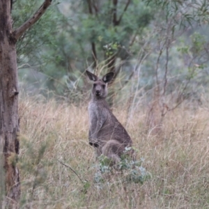 Macropus giganteus at Mount Majura - 15 Mar 2024 10:20 AM