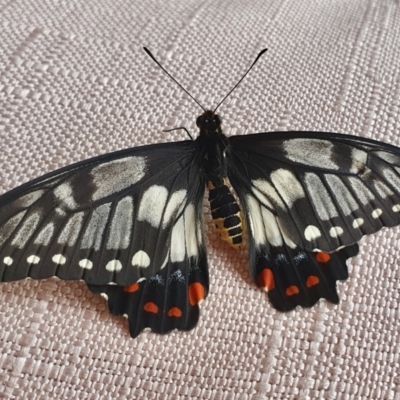 Papilio anactus (Dainty Swallowtail) at Yass River, NSW - 15 Mar 2024 by SenexRugosus