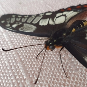 Papilio anactus at Rugosa - 15 Mar 2024