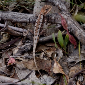 Rankinia diemensis at Namadgi National Park - 28 Feb 2024 02:19 PM