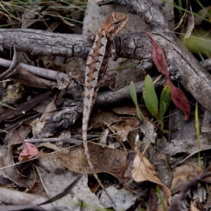 Rankinia diemensis at Namadgi National Park - 28 Feb 2024
