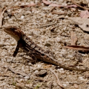 Rankinia diemensis at Namadgi National Park - 28 Feb 2024