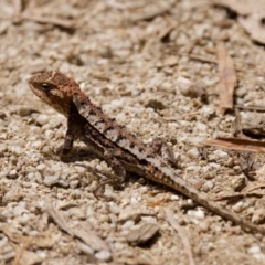 Rankinia diemensis at Namadgi National Park - 28 Feb 2024 02:19 PM