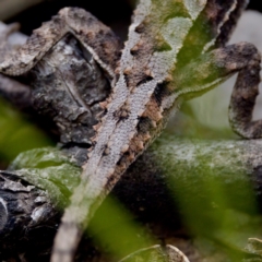 Rankinia diemensis at Namadgi National Park - 28 Feb 2024