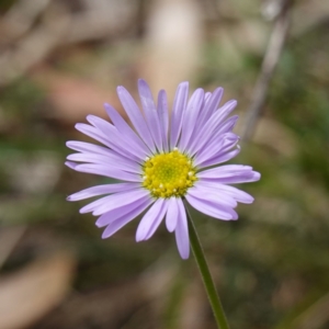 Brachyscome spathulata at QPRC LGA - 13 Mar 2024