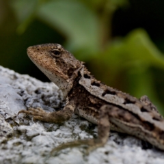 Rankinia diemensis (Mountain Dragon) at Cotter River, ACT - 28 Feb 2024 by KorinneM