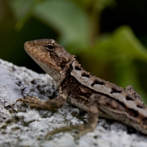 Rankinia diemensis at Namadgi National Park - 28 Feb 2024