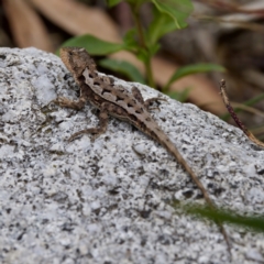 Rankinia diemensis at Namadgi National Park - 28 Feb 2024