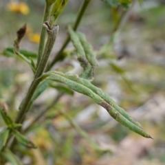 Xerochrysum bracteatum at Jingera, NSW - 13 Mar 2024