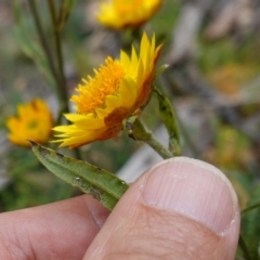 Xerochrysum bracteatum at Jingera, NSW - 13 Mar 2024