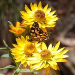 Oreixenica lathoniella (Silver Xenica) at Tallaganda State Forest - 13 Mar 2024 by RobG1