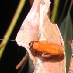 Unidentified Cockroach (Blattodea, several families) at Lions Youth Haven - Westwood Farm A.C.T. - 12 Mar 2024 by HelenCross