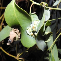 Unidentified Eucalyptus Gall at Kambah, ACT - 12 Mar 2024 by HelenCross