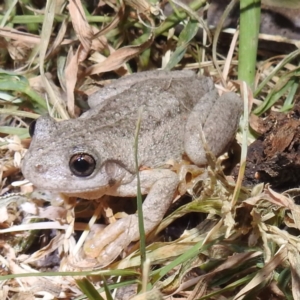 Litoria peronii at Lions Youth Haven - Westwood Farm A.C.T. - 12 Mar 2024 10:22 PM