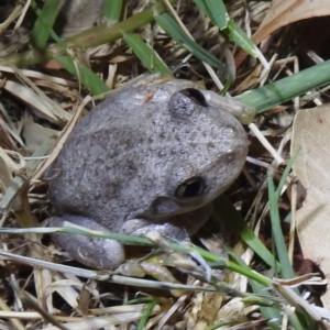 Litoria peronii at Lions Youth Haven - Westwood Farm A.C.T. - 12 Mar 2024 10:22 PM