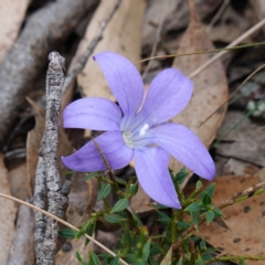 Wahlenbergia stricta subsp. stricta (Tall Bluebell) at Jingera, NSW - 13 Mar 2024 by RobG1