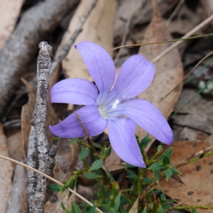 Wahlenbergia stricta subsp. stricta at Jingera, NSW - 13 Mar 2024