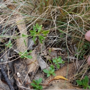 Wahlenbergia stricta subsp. stricta at Jingera, NSW - 13 Mar 2024