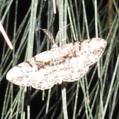 Unplaced externaria (Mahogany Bark Moth (formerly Hypomecis externaria)) at Lions Youth Haven - Westwood Farm - 12 Mar 2024 by HelenCross