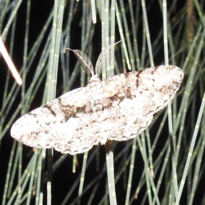 Unplaced externaria (Mahogany Bark Moth (formerly Hypomecis externaria)) at Lions Youth Haven - Westwood Farm A.C.T. - 12 Mar 2024 by HelenCross