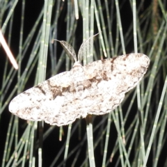 Unidentified Moth (Lepidoptera) at Kambah, ACT - 12 Mar 2024 by HelenCross