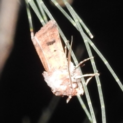 Agrotis porphyricollis (Variable Cutworm) at Lions Youth Haven - Westwood Farm - 12 Mar 2024 by HelenCross