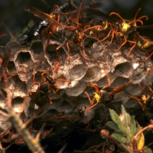 Polistes (Polistella) humilis at Mount Ainslie - 14 Mar 2024