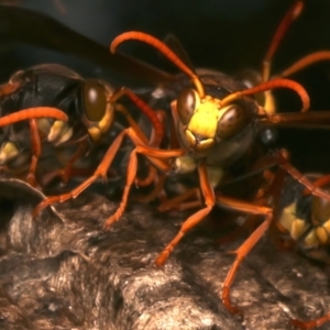 Polistes (Polistella) humilis at Mount Ainslie - 14 Mar 2024