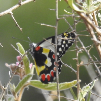 Delias aganippe (Spotted Jezebel) at ANBG - 14 Mar 2024 by HelenCross