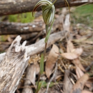 Diplodium coccinum at Jingera, NSW - suppressed