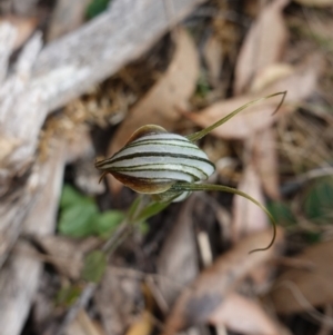 Diplodium coccinum at Jingera, NSW - suppressed