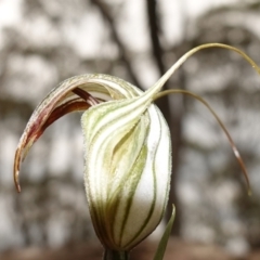 Diplodium coccinum at Jingera, NSW - suppressed