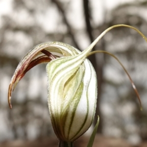 Diplodium coccinum at Jingera, NSW - suppressed