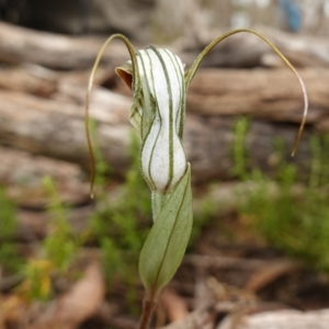 Diplodium coccinum at Jingera, NSW - suppressed