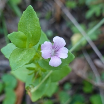 Gratiola peruviana (Australian Brooklime) at Kindervale, NSW - 13 Mar 2024 by RobG1