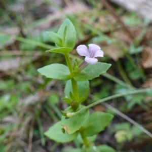 Gratiola peruviana at Tallaganda State Forest - 13 Mar 2024 02:21 PM