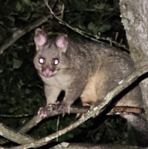 Trichosurus vulpecula at QPRC LGA - 15 Mar 2024 09:59 PM