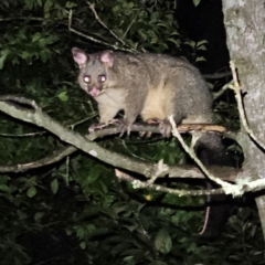 Trichosurus vulpecula at QPRC LGA - 15 Mar 2024