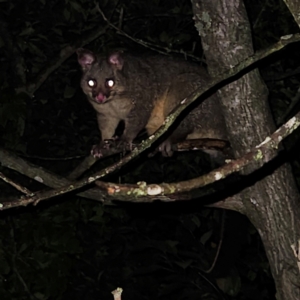 Trichosurus vulpecula at QPRC LGA - 15 Mar 2024 09:59 PM