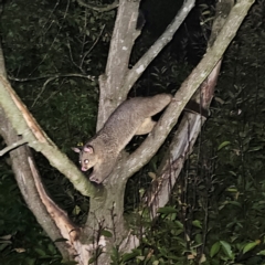 Trichosurus vulpecula at QPRC LGA - 15 Mar 2024