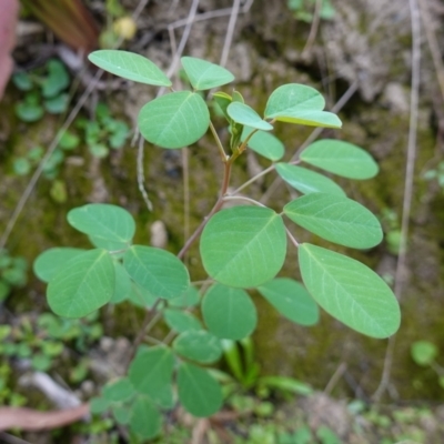 Goodia lotifolia (Golden Tip) at Tallaganda State Forest - 13 Mar 2024 by RobG1