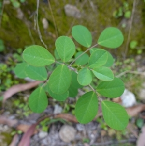 Goodia lotifolia at Tallaganda State Forest - 13 Mar 2024