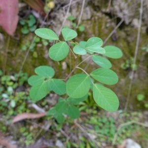 Goodia lotifolia at Tallaganda State Forest - 13 Mar 2024