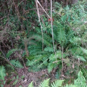 Blechnum nudum at Tallaganda State Forest - 13 Mar 2024