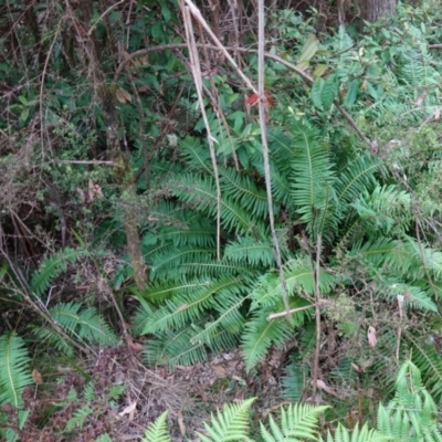 Blechnum nudum (Fishbone Water Fern) at Tallaganda State Forest - 13 Mar 2024 by RobG1