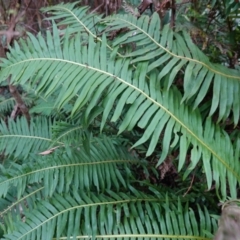 Blechnum nudum at Tallaganda State Forest - 13 Mar 2024