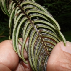 Blechnum nudum at Tallaganda State Forest - 13 Mar 2024